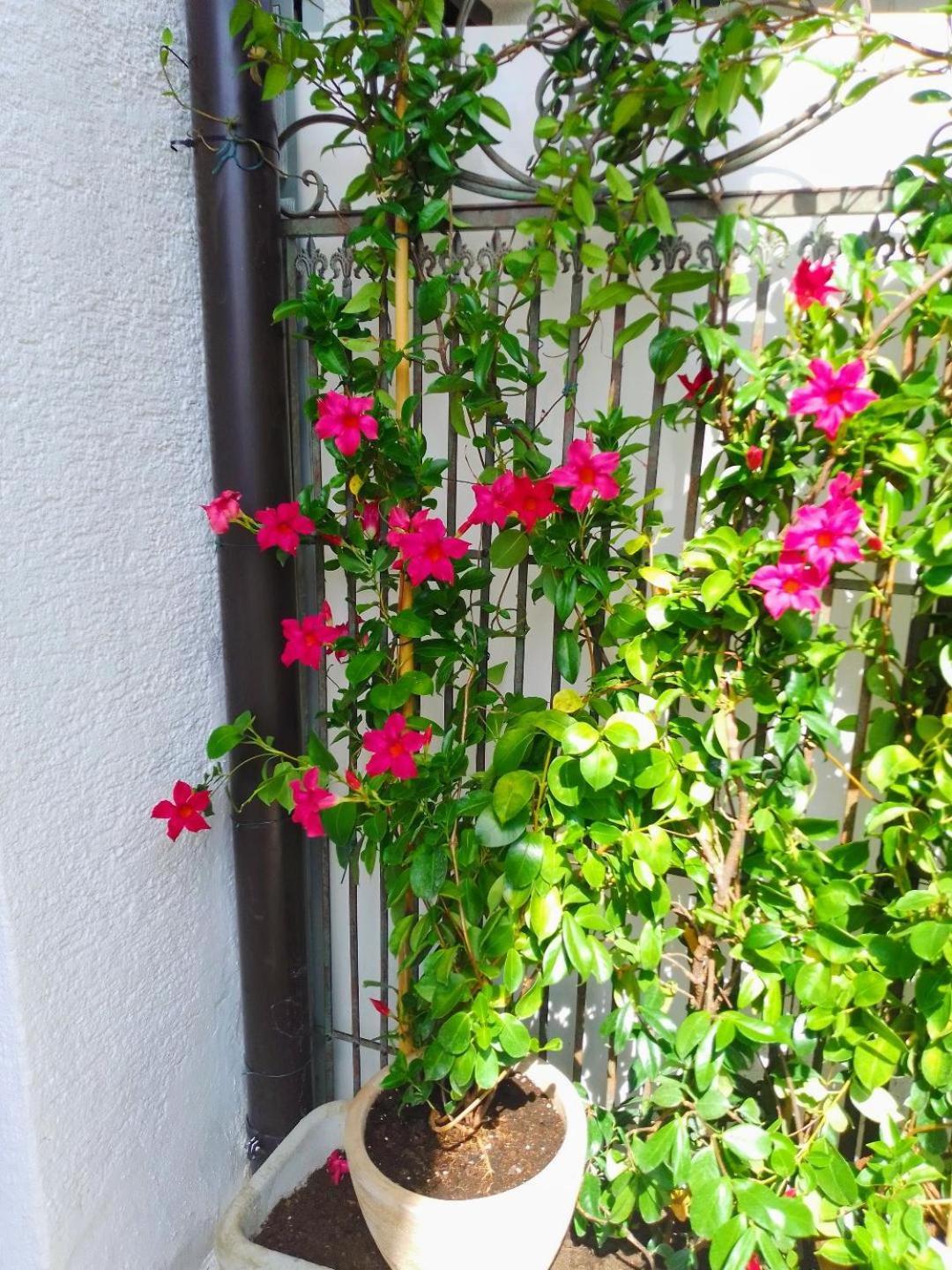 Apartmani Donna Poreč Exterior foto